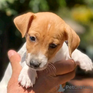 Foto №4. Ich werde verkaufen jack russell terrier in der Stadt Helsinki. quotient 	ankündigung, züchter - preis - 450€