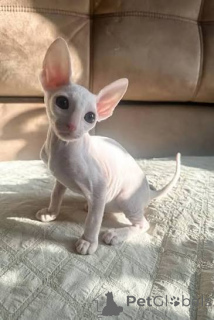 Foto №2 zu Ankündigung № 173146 zu verkaufen cornish rex - einkaufen Schweden quotient 	ankündigung, züchter