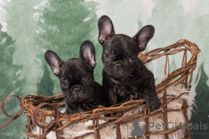 Zusätzliche Fotos: Selbsterzogene Französische Bulldogge jetzt verfügbar