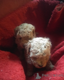 Foto №4. Ich werde verkaufen pudel (zwerg) in der Stadt Tiflis. quotient 	ankündigung - preis - 638€