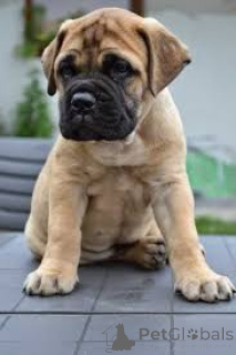 Foto №2 zu Ankündigung № 157192 zu verkaufen bullmastiff - einkaufen Deutschland quotient 	ankündigung, züchter