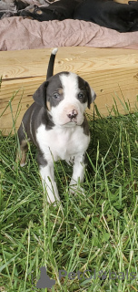 Foto №1. louisiana catahoula leopard dog - zum Verkauf in der Stadt Berlin | Frei | Ankündigung № 126955