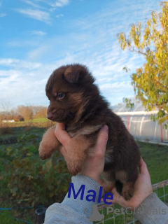 Foto №2 zu Ankündigung № 79239 zu verkaufen deutscher schäferhund - einkaufen Serbien züchter