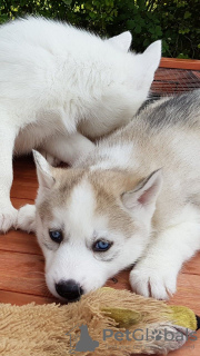 Foto №3. Weibliche und männliche Siberian Husky-Welpen mit Stammbaum verfügbar. Niederlande