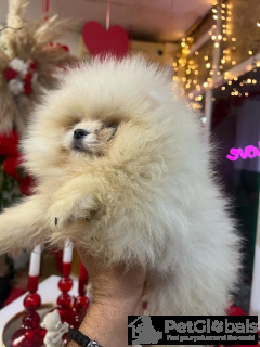 Foto №3. Pomeranian Welpen. Serbien