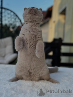 Foto №3. Reinrassiger britischer Shorthair mit charmanter Persönlichkeit zum Verkauf. Deutschland