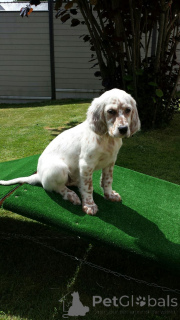 Foto №2 zu Ankündigung № 156808 zu verkaufen english setter - einkaufen Deutschland aus dem tierheim, züchter