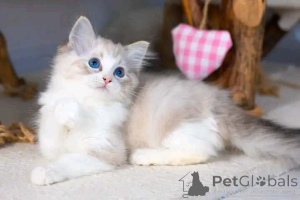 Foto №1. ragdoll-katze - zum Verkauf in der Stadt Tel Aviv | verhandelt | Ankündigung № 159486