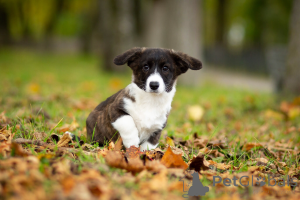 Foto №3. Cardigan Welsh Corgi Welpen. Russische Föderation
