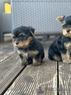 Foto №3. Yorkshire terriers for sale. Serbien