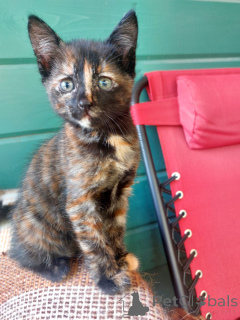 Foto №3. Ein wundervolles Kätzchen 2 Monate in guten Händen.. Russische Föderation