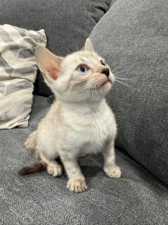 Foto №1. bengal katzenrasse - zum Verkauf in der Stadt Diätikon | 750€ | Ankündigung № 152746