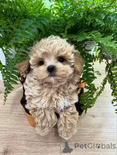 Foto №3. Maltipoo-Welpen mit der perfekten Mischung aus Niedlichkeit und Charme. Deutschland