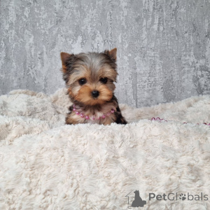 Foto №2 zu Ankündigung № 164793 zu verkaufen yorkshire terrier - einkaufen Deutschland quotient 	ankündigung, aus dem tierheim