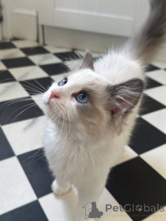 Foto №4. Ich werde verkaufen ragdoll-katze in der Stadt Madrid. züchter - preis - 200€