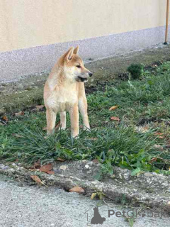 Foto №3. Shiba-Inu-Welpen von Top-Eltern. Serbien