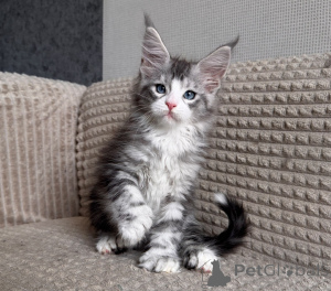 Foto №1. maine-coon-katze - zum Verkauf in der Stadt Antwerpen | verhandelt | Ankündigung № 177876