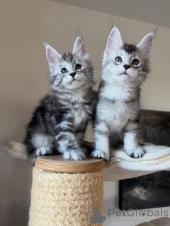 Foto №2 zu Ankündigung № 165180 zu verkaufen maine-coon-katze - einkaufen Deutschland quotient 	ankündigung, züchter