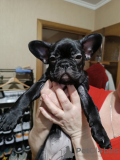 Foto №1. französische bulldogge - zum Verkauf in der Stadt Berlin | 360€ | Ankündigung № 120648