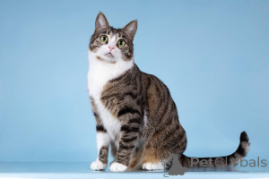 Foto №2 zu Ankündigung № 161938 zu verkaufen  - einkaufen Russische Föderation aus dem tierheim