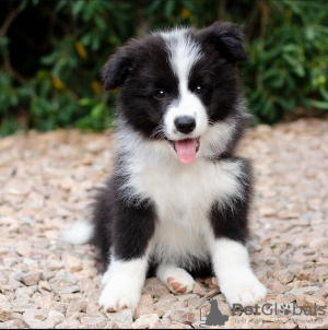 Foto №3. Border Collie Welpen. Deutschland