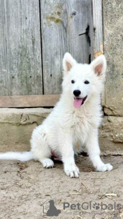 Zusätzliche Fotos: Langhaariger Schweizer Schäferhund, männliche Welpen