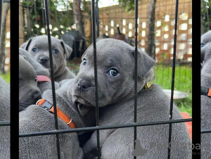 Foto №1. staffordshire bull terrier - zum Verkauf in der Stadt Јасловске Бохуњице | 300€ | Ankündigung № 29260