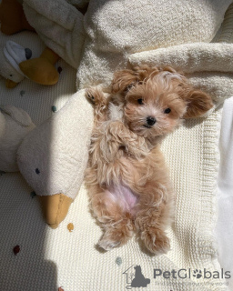 Foto №3. Maltipoo-Welpen, aufgewachsen in einem Familienhaus. Deutschland