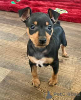 Foto №2 zu Ankündigung № 172346 zu verkaufen zwergpinscher - einkaufen Niederlande 