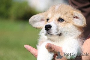 Foto №1. welsh corgi - zum Verkauf in der Stadt Minsk | 688€ | Ankündigung № 174764
