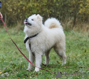 Foto №4. Ich werde verkaufen mischlingshund in der Stadt Москва. quotient 	ankündigung - preis - Frei