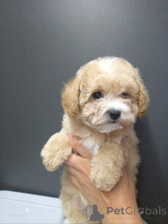 Foto №1. bichon frisé, yorkshire terrier, malteser, maltipu, pudel (zwerg), pudel (toy) - zum Verkauf in der Stadt Moskova | verhandelt | Ankündigung № 146472