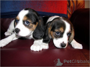 Foto №1. beagle - zum Verkauf in der Stadt Helsinki | 379€ | Ankündigung № 56467