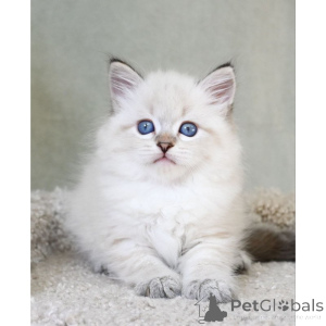 Foto №1. sibirische katze - zum Verkauf in der Stadt Inverness | 350€ | Ankündigung № 174393