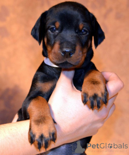 Foto №1. dobermann - zum Verkauf in der Stadt Baaienfurt | verhandelt | Ankündigung № 166345