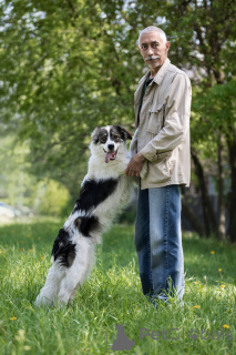 Foto №4. Ich werde verkaufen mischlingshund in der Stadt Москва.  - preis - Frei