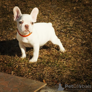 Zusätzliche Fotos: Französische Bulldoggenwelpen zu verkaufen.