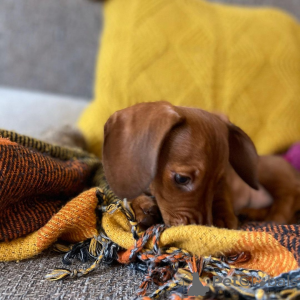 Foto №2 zu Ankündigung № 163556 zu verkaufen  - einkaufen Neuseeland 