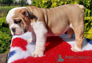 Foto №4. Ich werde verkaufen englische bulldogge in der Stadt Danzig. züchter - preis - 1500€