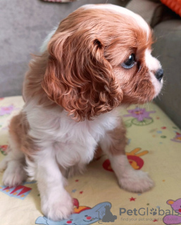 Foto №2 zu Ankündigung № 69410 zu verkaufen cavalier king charles spaniel - einkaufen Russische Föderation züchter