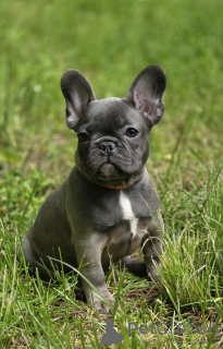 Foto №2 zu Ankündigung № 169202 zu verkaufen französische bulldogge - einkaufen Russische Föderation züchter
