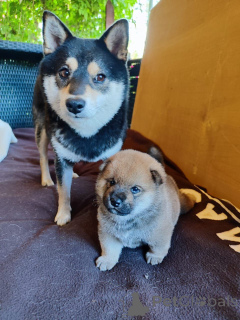 Foto №3. Shiba Inu-Welpenjunge mit RKF-Dokumenten geimpft. Russische Föderation