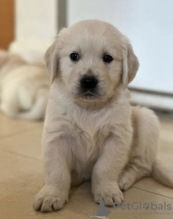 Foto №1. golden retriever - zum Verkauf in der Stadt Oslo | 400€ | Ankündigung № 56641