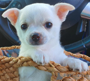 Foto №3. Entzückende Chihuahua-Welpen zur kostenlosen Adoption. Deutschland