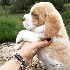 Foto №1. beagle - zum Verkauf in der Stadt Франкфурт-на-Майне | 473€ | Ankündigung № 119509