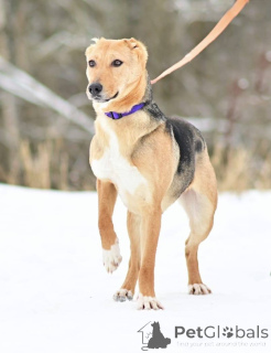 Foto №3. Eine freundliche, anhängliche, fröhliche Hündin Laska sucht ein Zuhause!. Russische Föderation