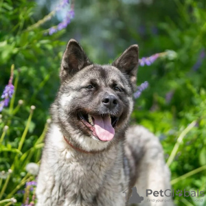 Foto №3. Unglaublicher Hund Nori sucht ein Zuhause!. Russische Föderation