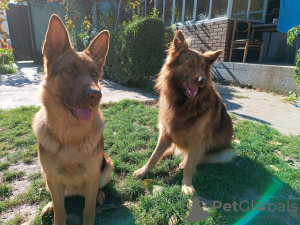 Zusätzliche Fotos: Leber Deutscher Schäferhund welpen