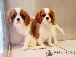 Foto №2 zu Ankündigung № 162235 zu verkaufen cavalier king charles spaniel - einkaufen Slowenien 