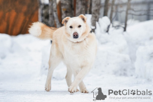Foto №1. mischlingshund - zum Verkauf in der Stadt Москва | Frei | Ankündigung № 49545
